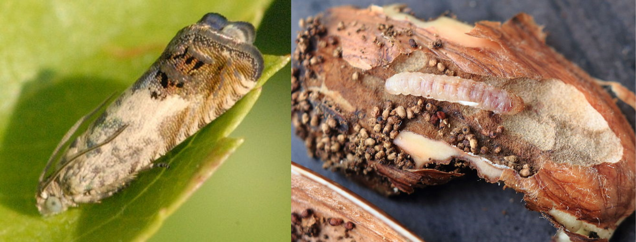 Adulto y larva de Cydia splendana, en este caso alimentándose de una bellota