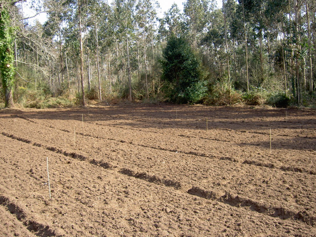 Preparación del terreno para plantar castaños