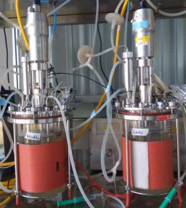 Cultivo de micelio de boletus en biorreactor. Izquierda: a pequeña escala en el laboratorio de investigación / Derecha: a escala comercial en el biorreactor de la empresa.