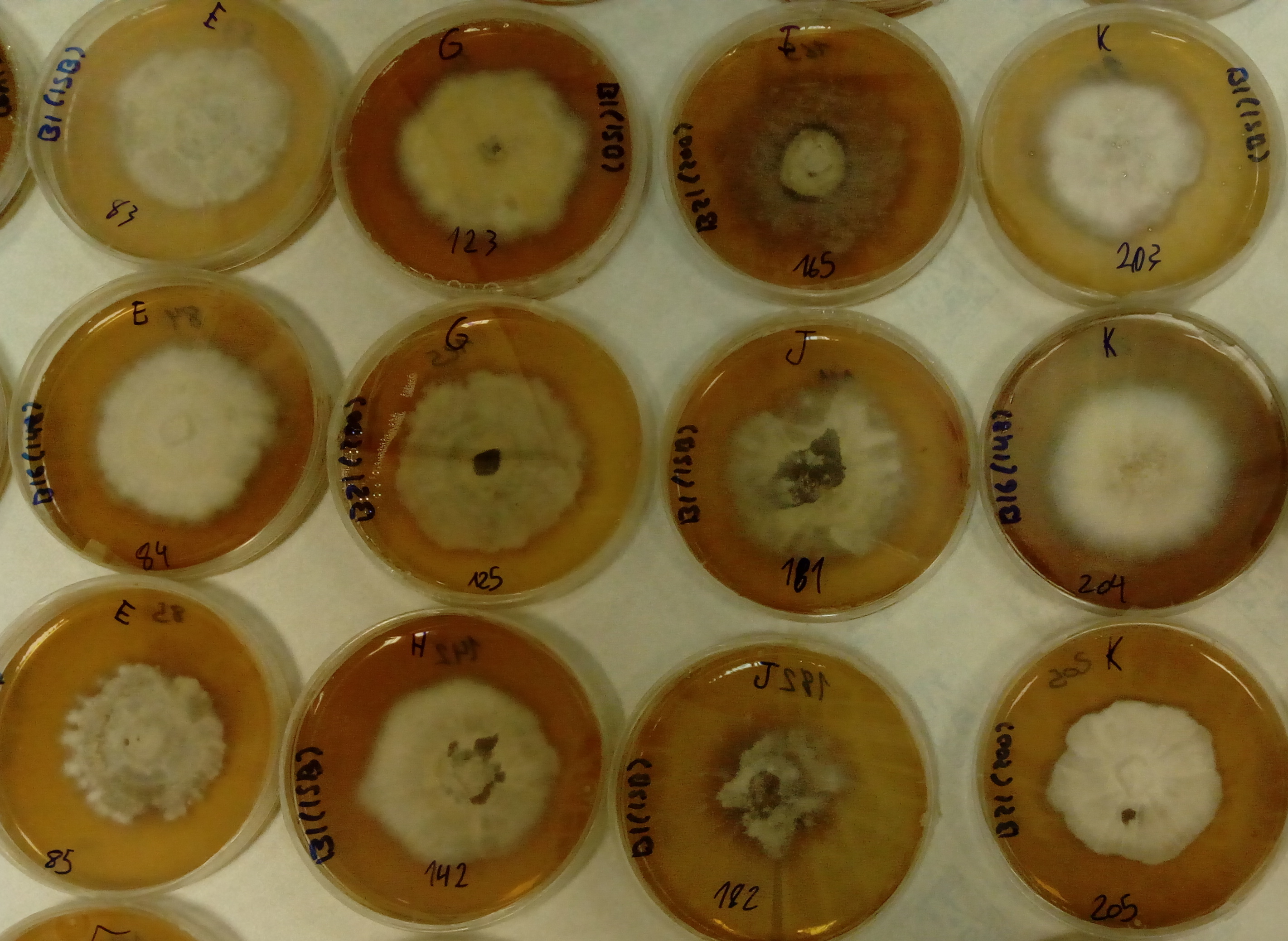 Cultivo in vitro, en medio sólido, de micelio de Boletus edulis y Boletus reticulatus